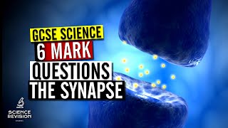 How to answer a 6 mark GCSE biology question on the synapse