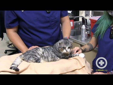 Restraint Techniques for Brachycephalic Cats
