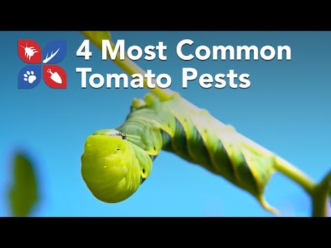  Do My Own Gardening - 4 Most Common Tomato Pests  Video 