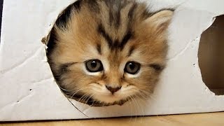 Funny Cats : Kittens and a Box ( homemade free toy )