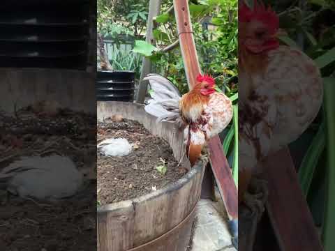 Chicken in the garden #short #Satisfying #respect