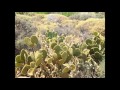 Tall Dwarfs - The Green Green Grass Of Someone Else's Home