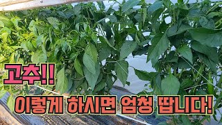 고추, 지금 물이랑 비분을 아낌없이 줄 때입니다!! 고추 농사 잘 짓는 법!!