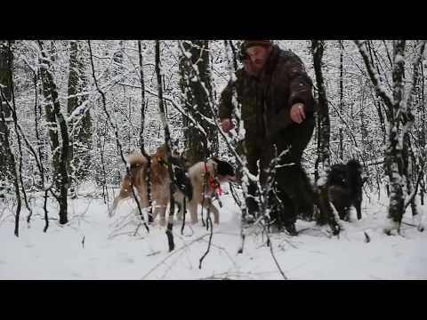 Pompalı ile Azılı Domuz Avı ...!!! Wild Boar Hunting,Schwere Sauhatz Mit Schrotflinte