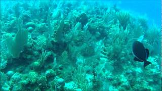 preview picture of video 'Visuais Submarinos - Jardines de la Reina, Cuba'