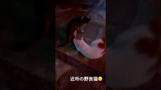 近所に住んでいる仲良しな野良猫たち
