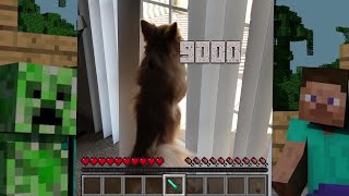 Athena the Pomeranian Fights Glass Door! (MINECRAFT EDITION)