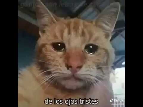 El muchacho de los ojos tristes  - Sad cat compilation
