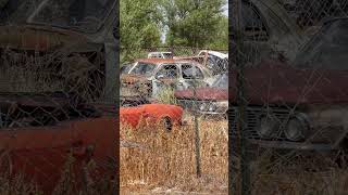 Junkyard Classics: Tulia Tx 🔥#shorts  #automobile #junkyard