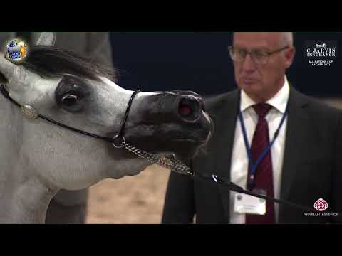 N 62 NOURAH AL KHALEDIAH   39th All Nations Cup   Aachen   Fillies 3 Years Old Class 5B