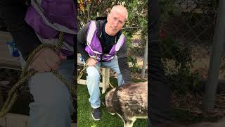 Video preview image #1 Siberian Husky Puppy For Sale in Pasadena, CA, USA