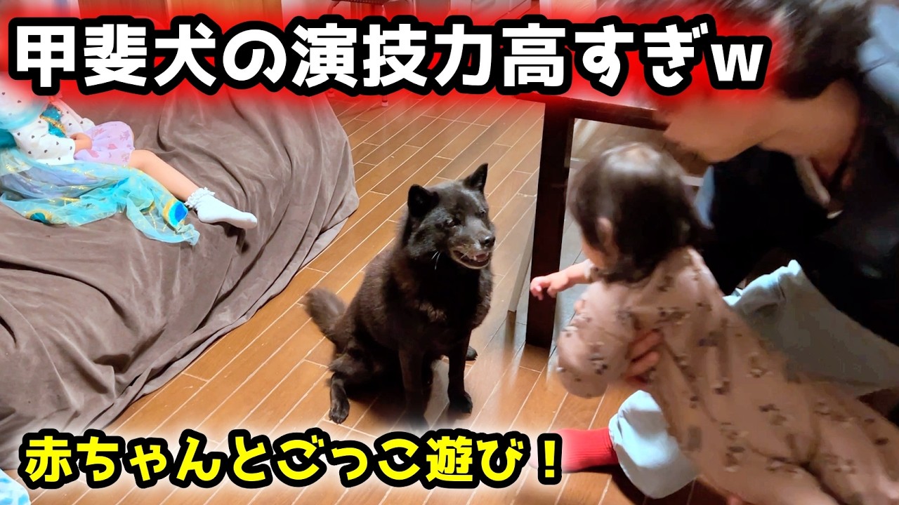 赤ちゃんとの遊びを全力で楽しむ甲斐犬が面白すぎた【パパのナイトルーティン】