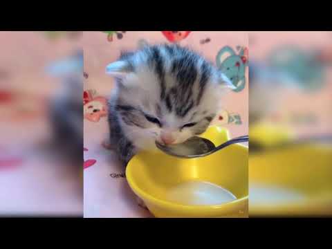 my baby little cat❤️