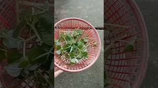 Download lagu Manfaat Daun Sirih Cina #shorts #ngeshortsdulu #berkebun mp3 Download lagu Manfaat Daun Sirih Cina #shorts #ngeshortsdulu #berkebun mp3