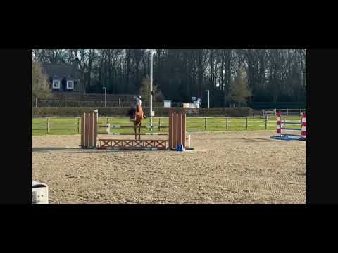 Kocaine Saveniere (CORICO Z x CANTUS) - Video 6 video thumbnail