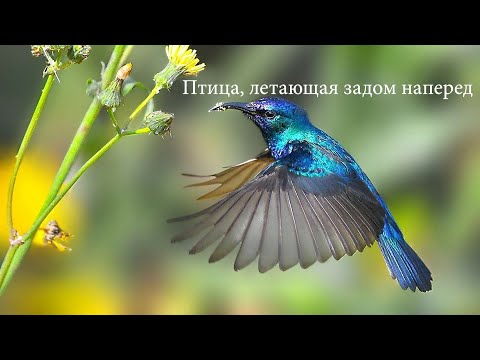 Колибри/ Удивительная птица, которая может летать задом наперед