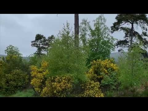 Scottish Highlands Bird Song