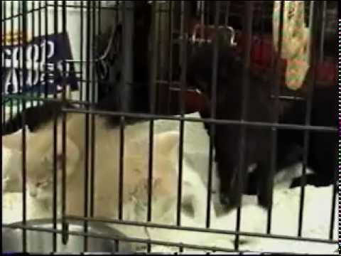 Kittens Romp  to "Turkish Love Song" - w Lina A. (Non-language vocals)