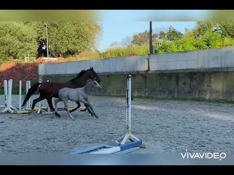 Cocaina AS - Holsteiner Stute - Clicksem x Lucky Champ x Ahorn Z