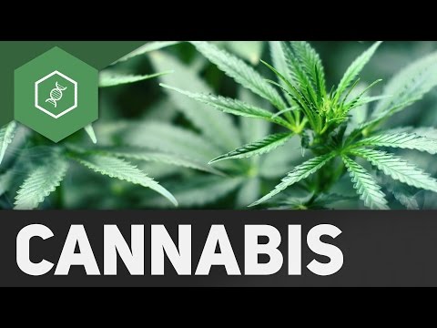 Wie wirkt Cannabis? Pharmacologie & Endocannabinoid-System