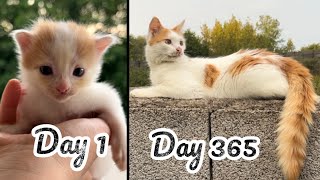 kitten growing from one day old to one year old…cute kitten turns into a beautiful cat !✨