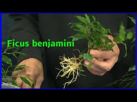 , title : 'Ficus benjamini vermehren, einpflanzen und pflegen'