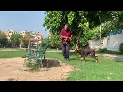 mr. dalbir singh contact to 9015758458(5)