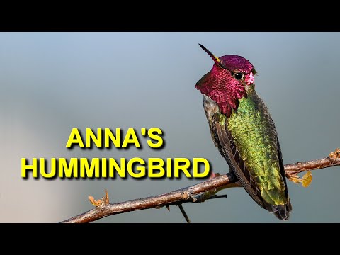 image-Where does the Anna's hummingbird live?