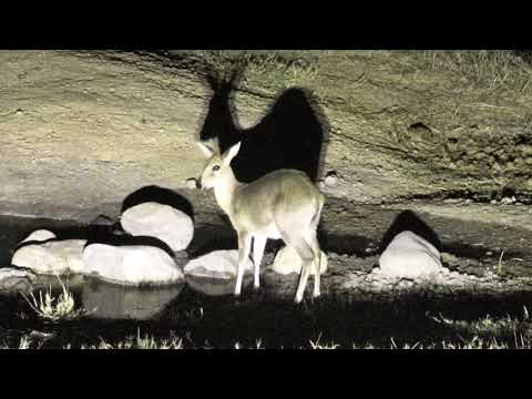 Djuma: Common Grey Duiker female in for drink - 19:49 - 07/10/18