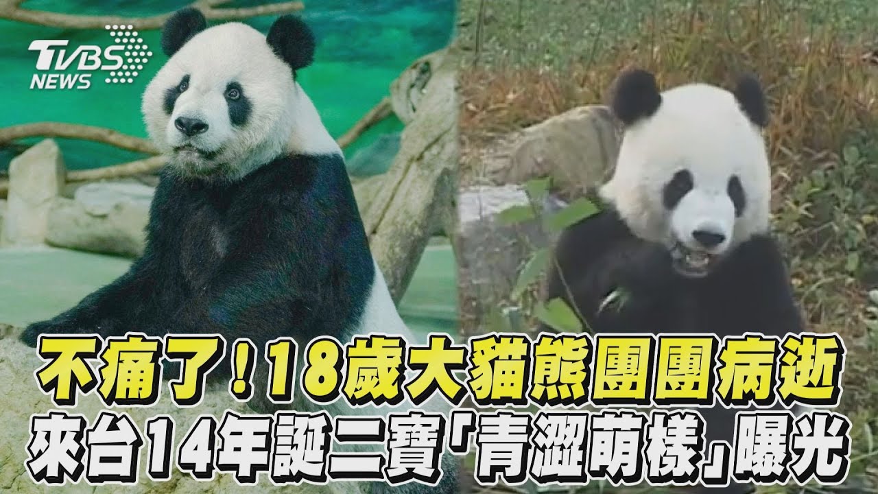 影音/不痛了!18歲大貓熊團團病逝 來台14年誕二寶「青澀萌樣」曝光