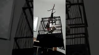 Download lagu cucak kinoi bongkar isian cak jenggot sambung cikris mp3 Download lagu cucak kinoi bongkar isian cak jenggot sambung cikris mp3
