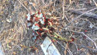 Mediterranean red bug demolishes my horehound