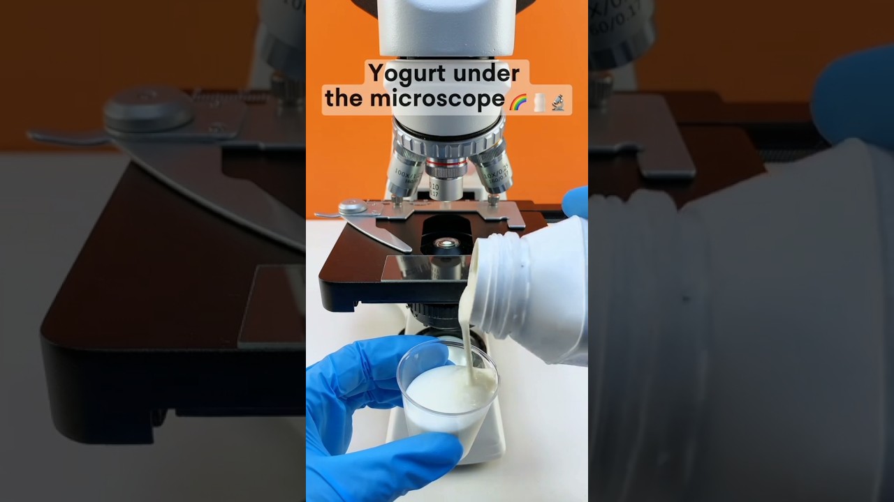 Yogurt under the microscope #yogurt #yogurtbenefits #yogur #microscope