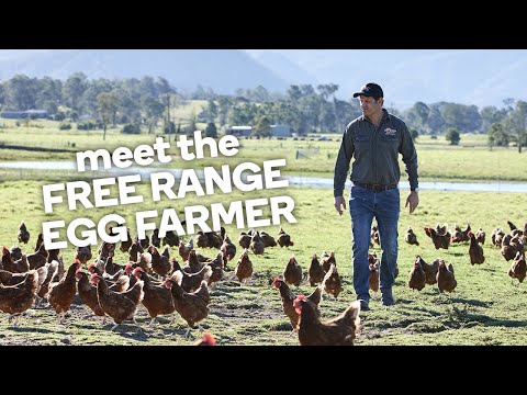 Meet the free range egg farmer - Fresh stories from the farm