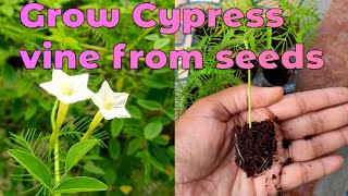 Cypress vine plant | Cypress vine from seed | Ganesh vel plant #ezgardening #cypressvine #starglory