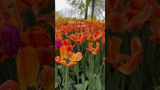 【韓国】ソウルの森🌳のチューリップが映えすぎた🌷😍서울숲 튤립이 짱이야~💐
