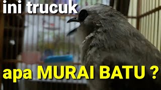 Download lagu suara burung trucukan isian murai batu ini ahlinya masteran trucuk isian murai batu dan cucak ijo mp3