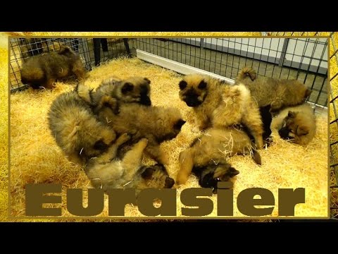 download lagu mp3 mp4 Eurasier Noir Et Feu, download lagu Eurasier Noir Et Feu gratis, unduh video klip Eurasier Noir Et Feu