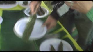 preview picture of video 'Cannabis Cup 2009 Nimbin MardiGrass'