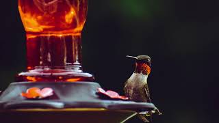 Download lagu Suara Kolibri Tenggorokan Merah yang Menenangkan untuk Menarik Kolibri | Panggilan Burung Alami mp3