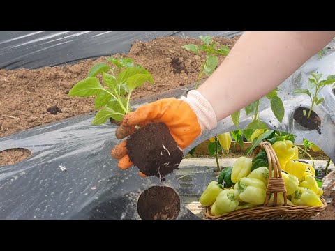 , title : 'Kako uzgojiti sadnice paprike? Važno je znati prave uslove!'