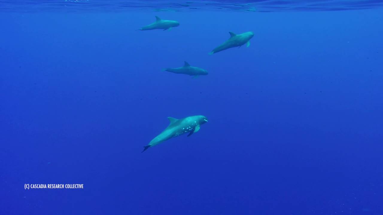 Pygmy killer whale (Feresa) encounter off West Oahu, October 10, 2016.