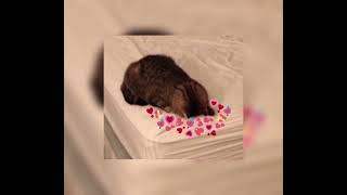 Download lagu Japanese Denim- Daniel Cesar (sped up) mp3