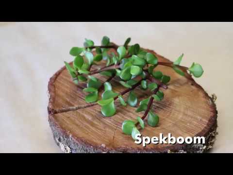 Interesting Ingredients - spekboom