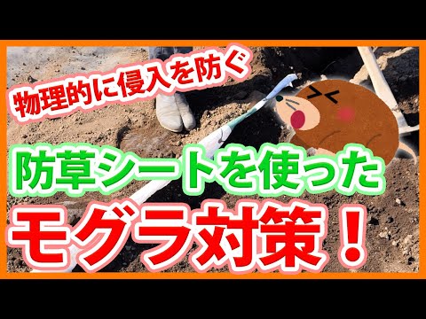 アルミホイル、白酢…庭からモグラを追い出すためのおばあちゃんの 8 つのヒント  庭園