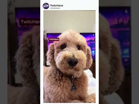 Komik İnstagram Yorumları | Köpeğin ağladığını fark ederse... #komedi #komik #mizah #shorts