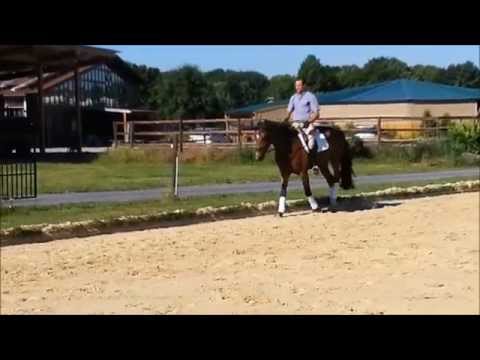 Davy,dreijähriger Wallach von Dankeschön