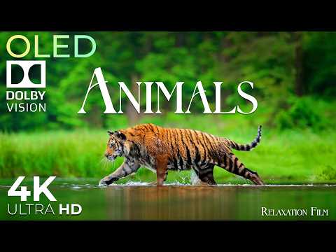 Animals 4K Ultra HD • Relaxation Film with Dolby Vision Peaceful Meditation Music