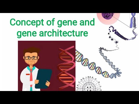 Concept of gene and gene architecture