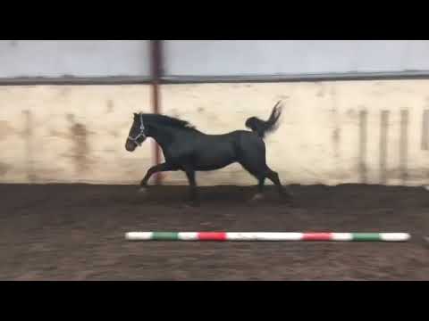 3yo 148cm Pony with Machno Carwyn Breeding